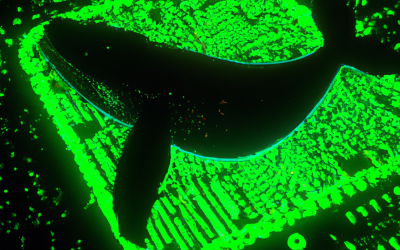 SHOCKING Altcoin Whale Accumulation Signals 10x Gains Imminent