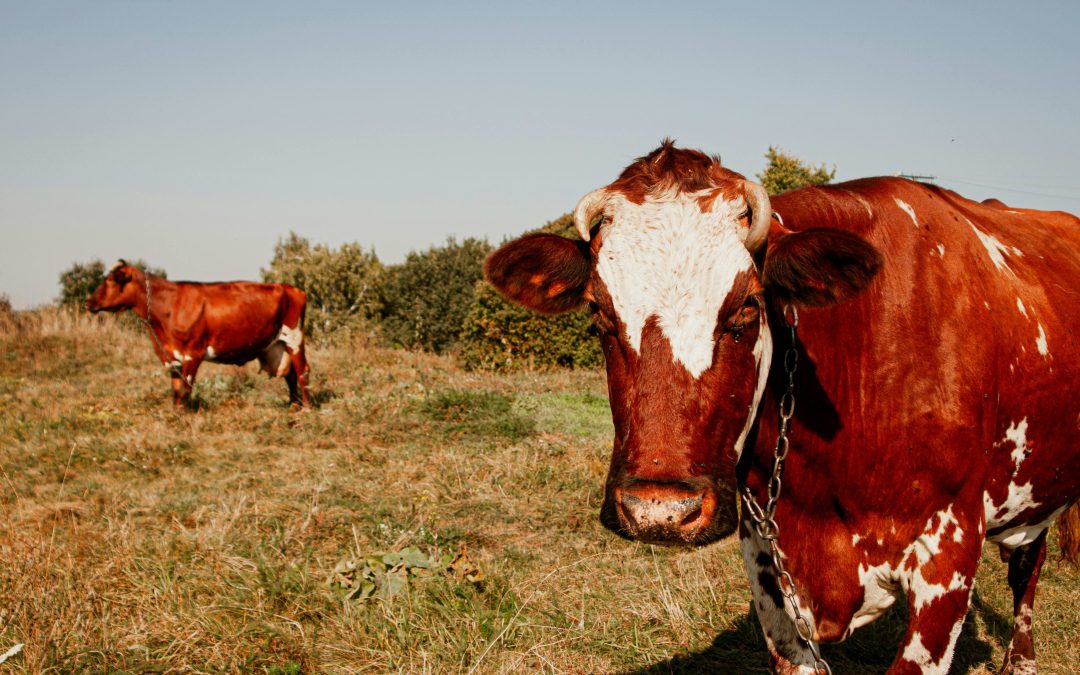 CoW Swap Domain Locked: Security Breach Halts Trading Access